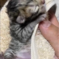 子猫の里親募集します