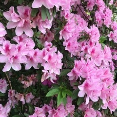 最終値下げ⭐️Canon デジタル一眼レフカメラ レンズ付き  動作確認済み おまけでもう一本レンズ付き⭐️