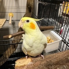 【引き取り手決まりました】めちゃくちゃ優しいです！オカメインコ　...