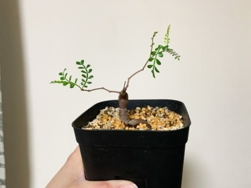 【お取引先決定しました】塊根植物　オペルクリカリアパキプス　発根発芽済　鉢ごと