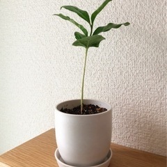観葉植物　コーヒーの木(13)　20cm　白いおしゃれな2号の鉢...