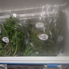 新鮮野菜タラの芽、せり、かき菜、茎ブロッコリー、春だいこん各々50円