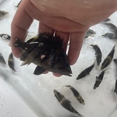 ダトニオプラスワン　熱帯魚5㎝~＋