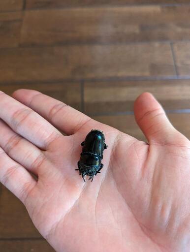 山形県産天然オオクワガタ♀ 持ち腹