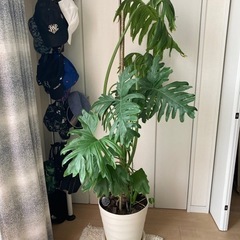 セローム　大型　観葉植物