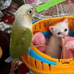 お話し中　◆ウロコインコ♡シナモン　1歳　追記あります