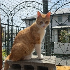 保護猫施設のボランティアさんを募集しています。場所は、桜美林学園の目の前です。 − 東京都
