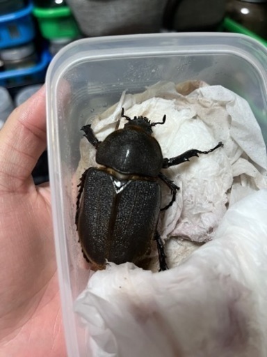 新成虫DHヘラクレスメス単63㎜