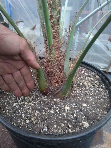 ココスヤシ30センチポット1 大株 ココスヤシ 約200cm ポット直径45