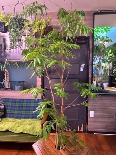 エバーフレッシュ 190cm 観葉植物