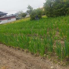 野菜、その他なんでも