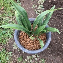 オモト　万年青　観葉植物さしあげます