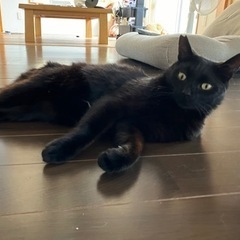 黒猫キキちゃん。幸せになる為、家族を探してます。