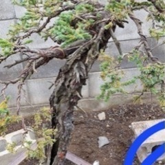 盆栽、松盆栽、赤蝦夷松盆栽、アカエゾ松盆栽、銘品盆栽、展覧会用盆栽