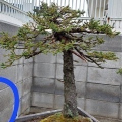 盆栽、松盆栽、赤蝦夷松盆栽、アカエゾ松盆栽、銘品盆栽、展覧会用盆栽