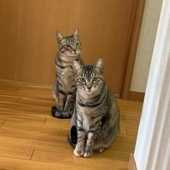 懐かない兄妹猫　飼ってくれる方を募集します。。