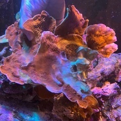 ウスコモン　レッド　特大　サンゴ 