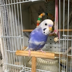 インコ探してます