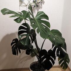 観葉植物、モンステラ大きいです!