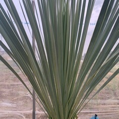 ロストラータ　ブルーサンダー