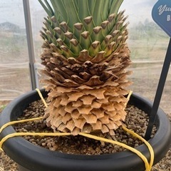 ロストラータ　ブルーサンダー