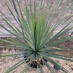 ロストラータ　ブルーサンダー