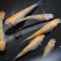 泳花の帝王　めだか　若魚　トリオ♂1♀2