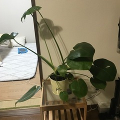 観葉植物モンステラ🪴