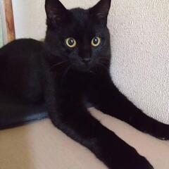 【急募】黒猫コロくん　男の子　推定5ヶ月🐾 - 里親募集