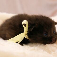 4月17日生まれ野良猫の赤ちゃんを保護しました黒猫のイエローちゃんの画像