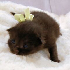 4月17日生まれ野良猫の赤ちゃんを保護しました黒猫のイエローちゃん - いわき市