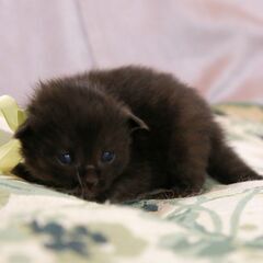 4月17日生まれ野良猫の赤ちゃんを保護しました黒猫のイエローちゃん - 猫