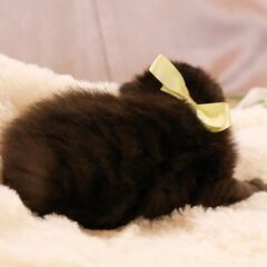 4月17日生まれ野良猫の赤ちゃんを保護しました黒猫のイエローちゃん − 福島県