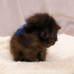 4月17日生まれ野良猫の赤ちゃんを保護しました黒猫のブルーちゃん