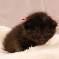 4月17日生まれ野良猫の赤ちゃんを保護しました黒猫のレッドちゃん