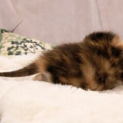 4月17日生まれ野良猫の赤ちゃんを保護しました三毛猫ちゃん - 猫