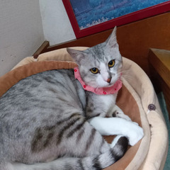 奄美大島からきました。きれいなグレーのイケメン猫。