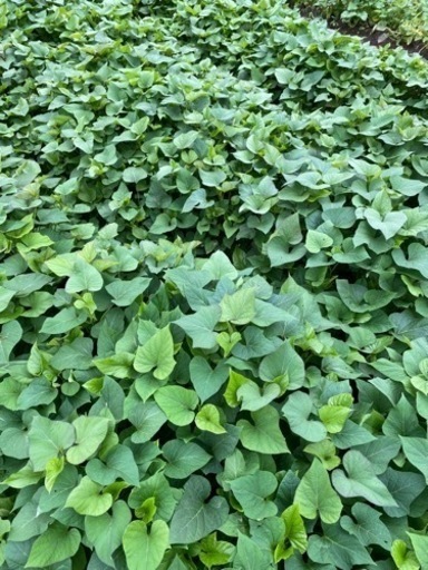 黄金千貫 苗 50本