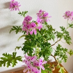 🌸 咲きました！🍃無農薬のハーブ🌿　ローズゼラニウム　おまけ付き！