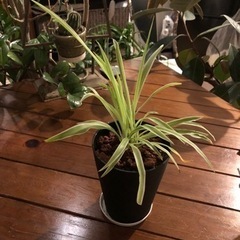 観葉植物　オリヅルラン