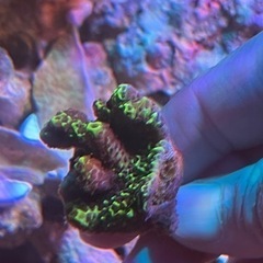 不明SPSサンゴ　グリーン　サンゴ   