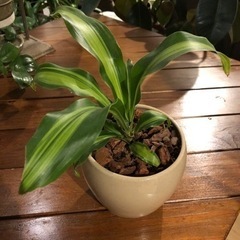 観葉植物　ドラセナ