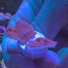 ウスコモンサンゴ  レッド　サンゴ 
