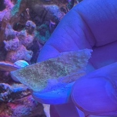 ウスコモンサンゴ  グリーン小　サンゴ 