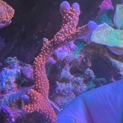 エダコモンサンゴ  レッド1　サンゴ 