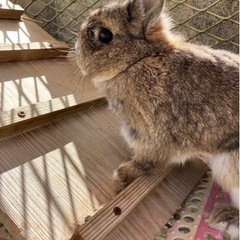 うさぎ　ウサギ　里親