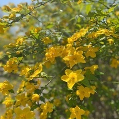 4月23日(火)お遍路さんお茶会in桜木町