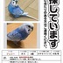 ランキングキーワードに紐づく投稿画像-インコ