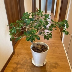 観葉植物