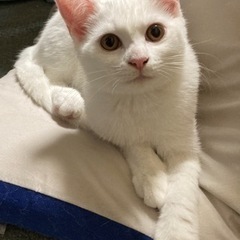 ５ヶ月の白猫ちゃん
